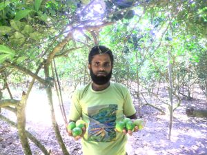 চাকরি নয়, লেবু চাষেই সফল কাওসার আলম