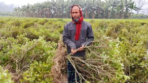 দেবীগঞ্জে ৩ হাজার চা গাছ নষ্ট করে জমি দখলের অভিযোগ