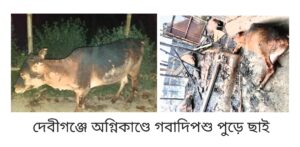 ‎দেবীগঞ্জে অগ্নিকাণ্ডে কৃষক নিঃস্ব, গরু-ছাগল পুড়ে ছাই